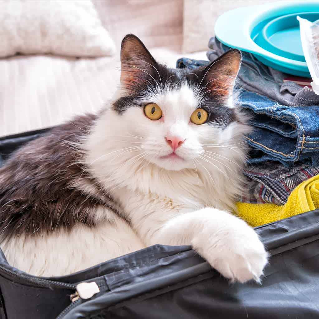 Cat Boarding in Idaho Falls