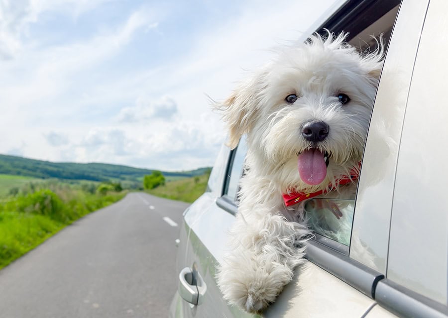 Transportation Services at Megan's Kennels in Idaho Falls, ID
