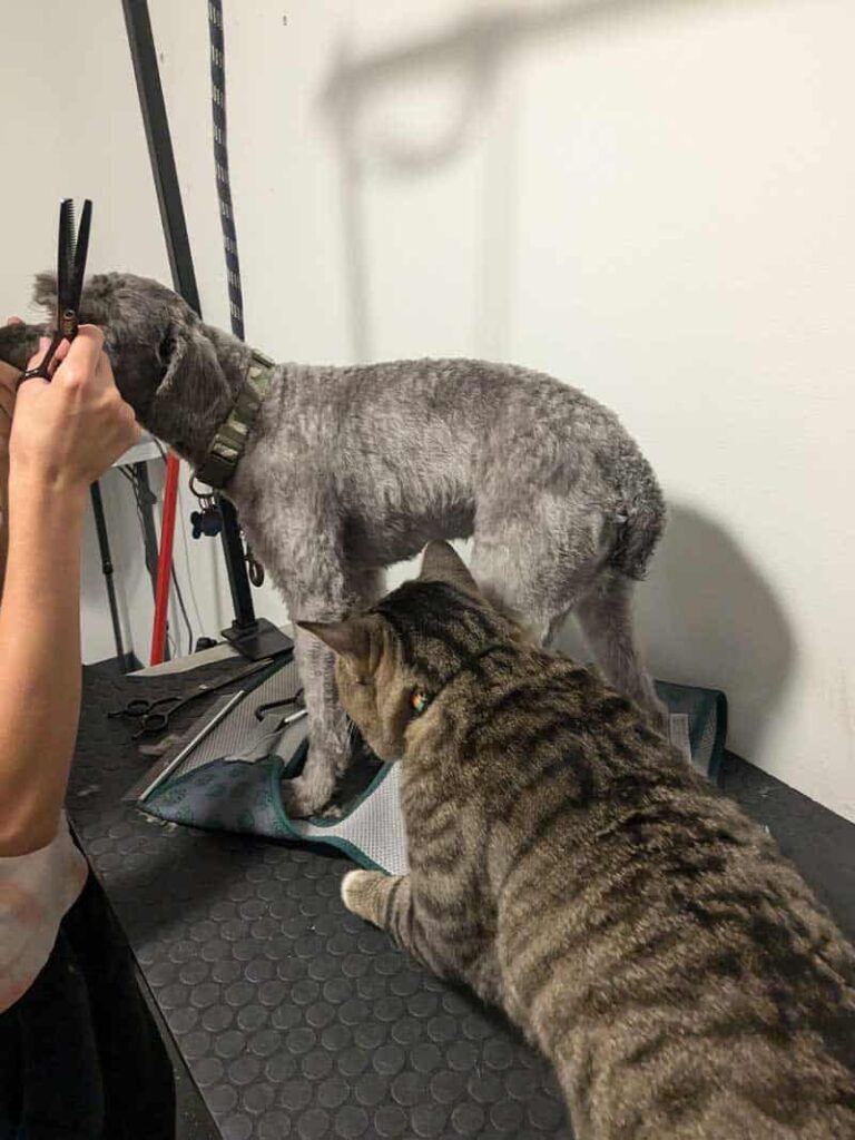 Pet Grooming at Megan's Northgate Animal Boarding in Idaho Falls, ID