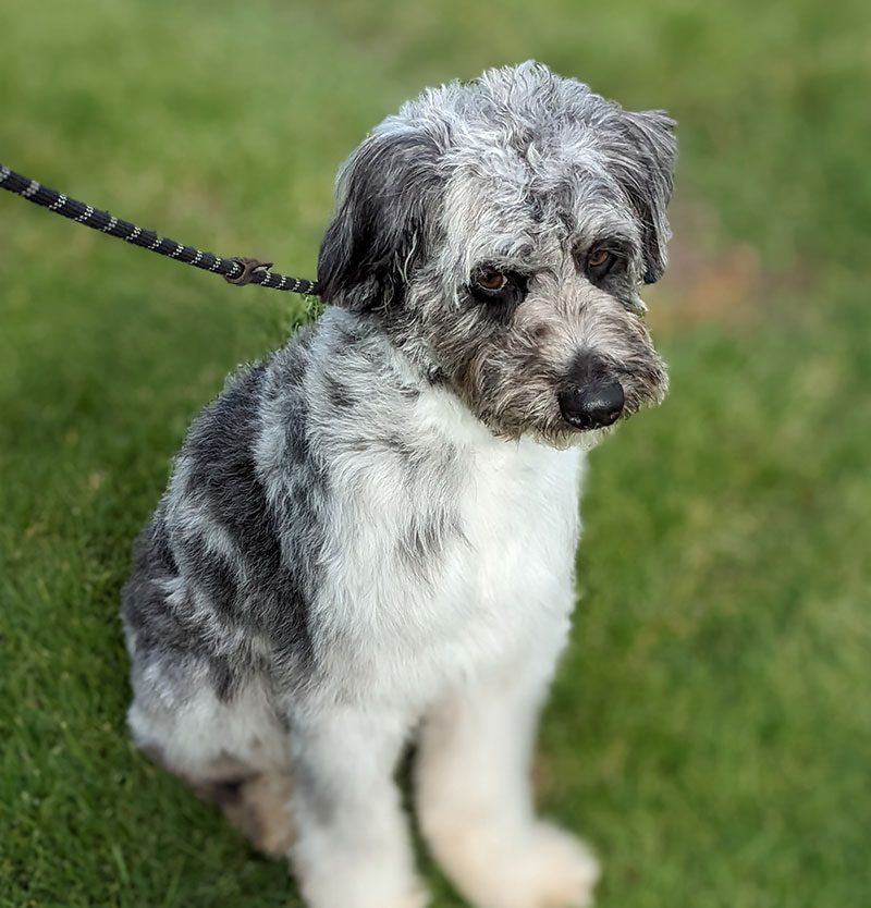 Dog Walking at Megan's Northgate Animal Boarding in Idaho Falls, ID