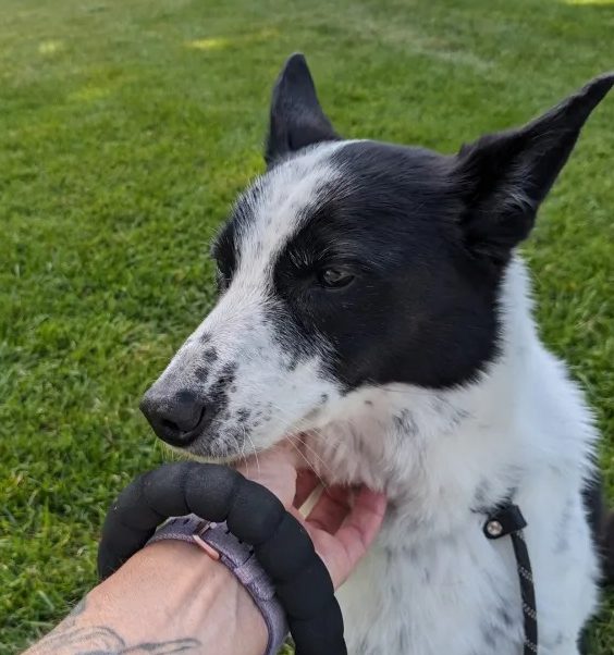 Doggy Daycare Services in Idaho Falls at Megan's Northgate Animal Boarding