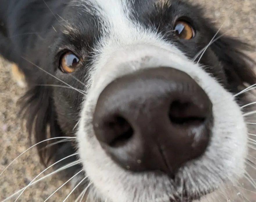 Canine Boarding at Megan's Northgate Animal Boarding in Idaho Falls, ID